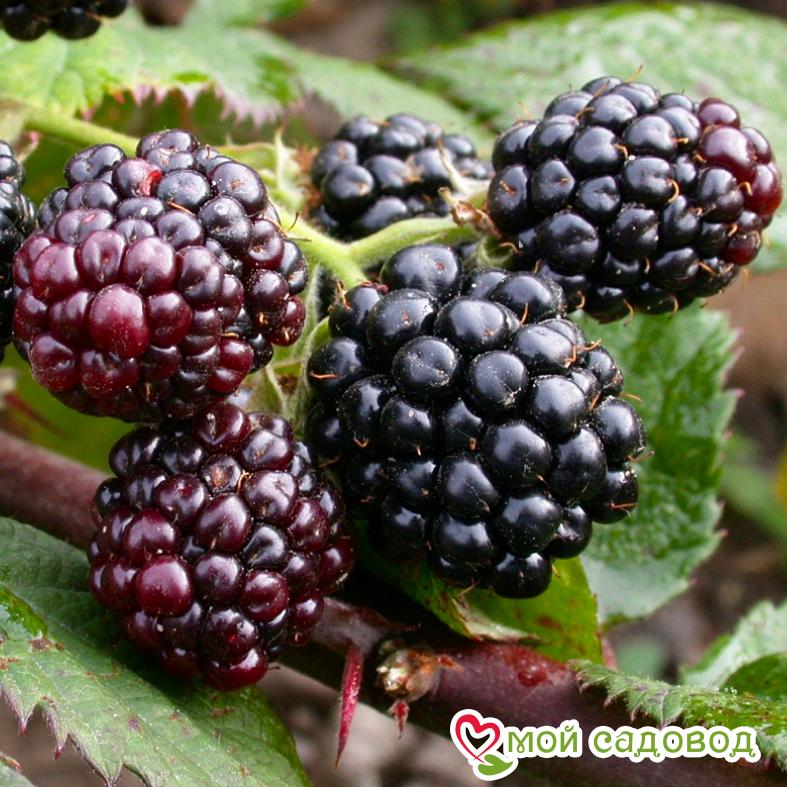 Ежевика кустовая "Торнфри"