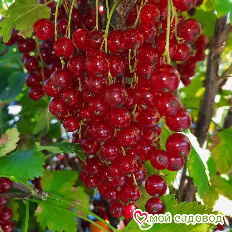 Красная смородина Асора