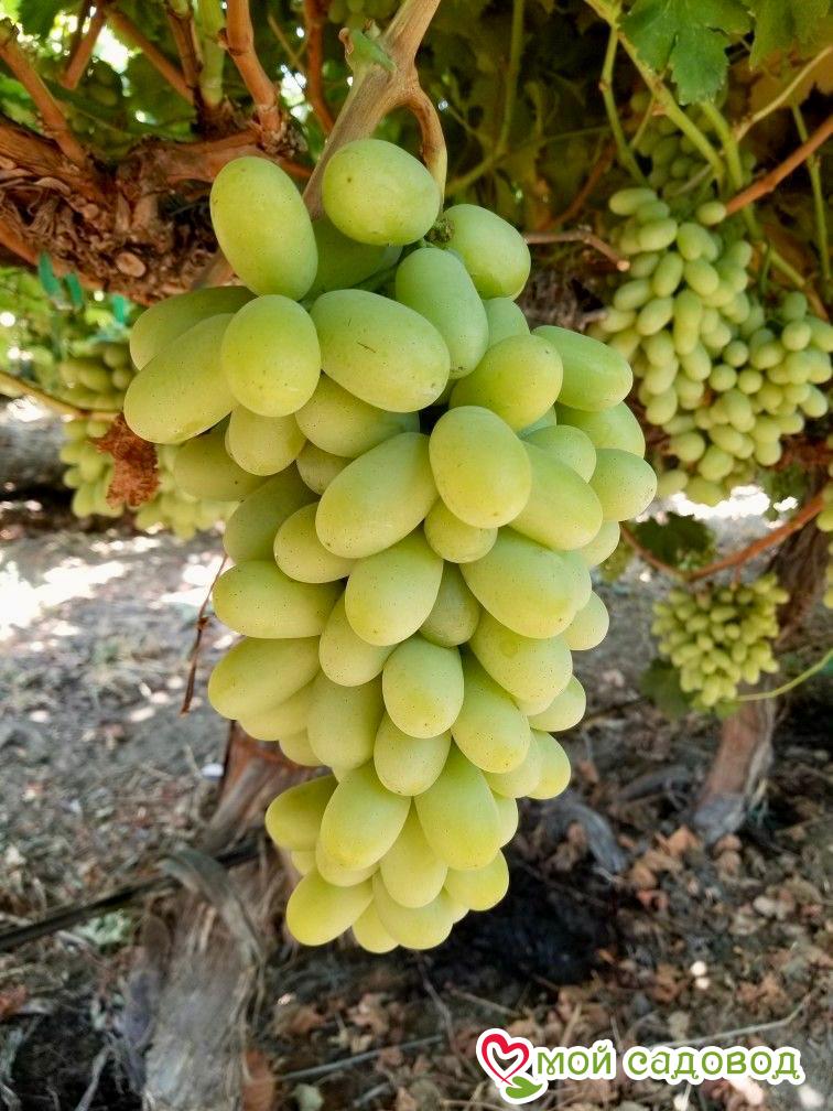 Виноград Столетие