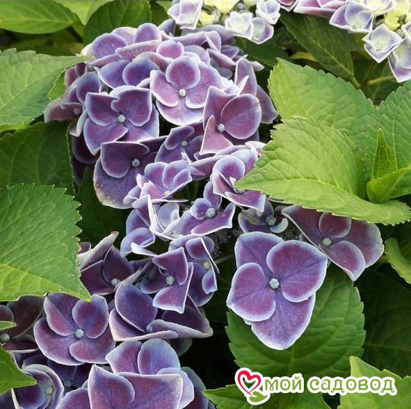 Гортензия крупнолистная Тиволи