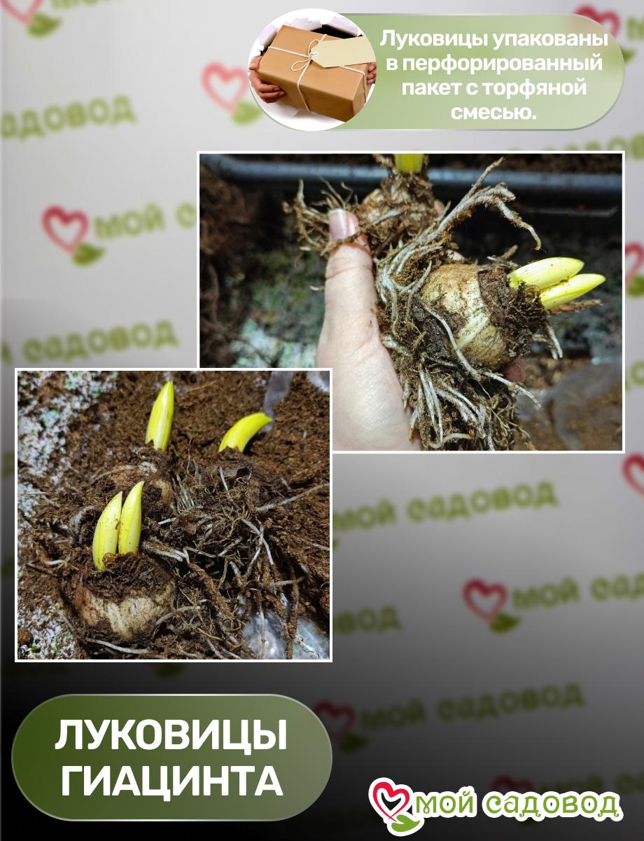 Гиацинт Джем Стоун